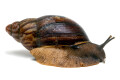 Archachatina porphyrostoma Nigeria C adult